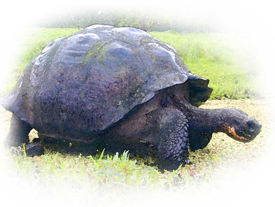 tortuga