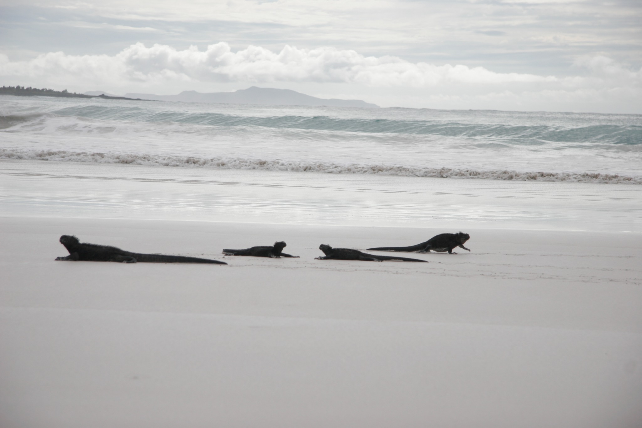 Four marine iguanas crossing the pale sand at Tortuga Bay, Santa Cruz