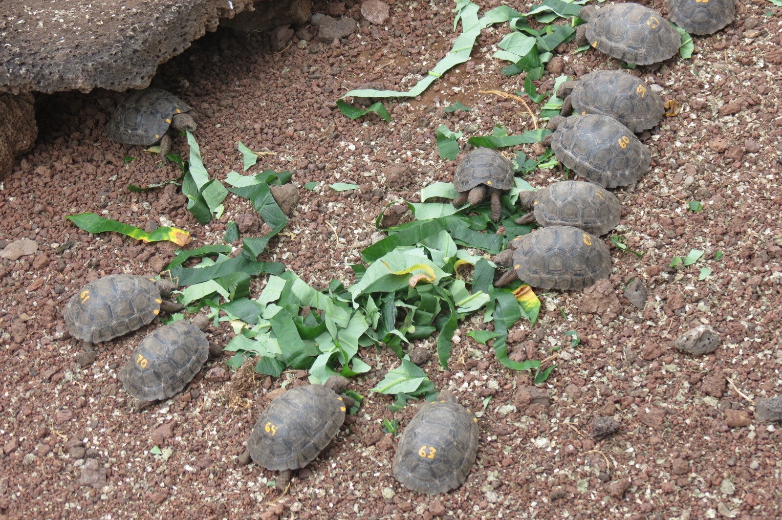 A Galápagos giant tortoise at the Charles Darwin Research Station.