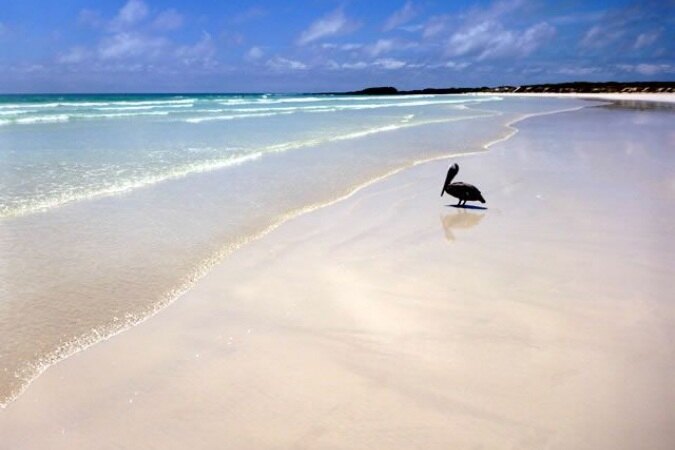 A pelican standing on the shoreline at El Garrapatero Beach.