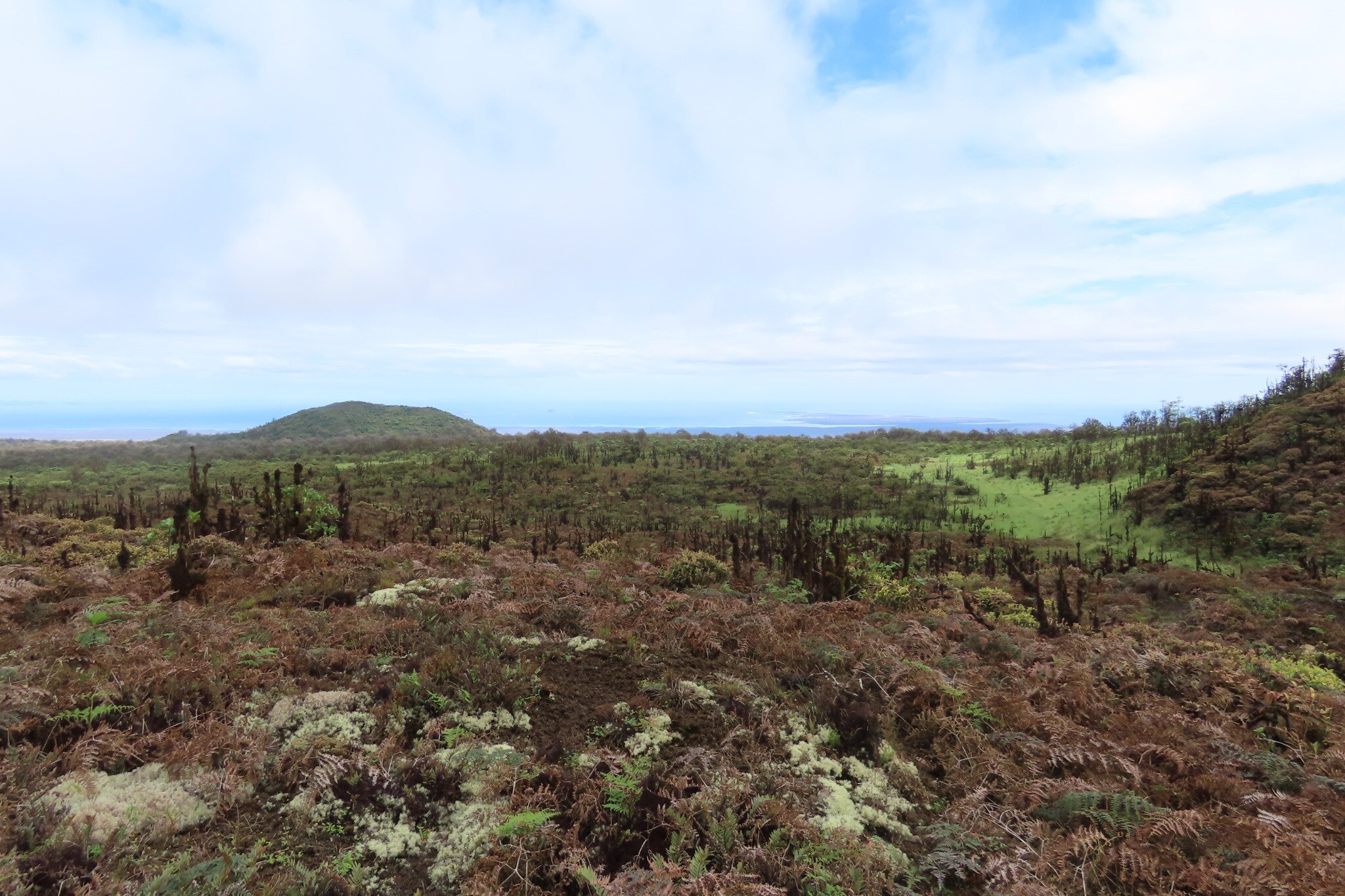 Humid highland habitat around El Puntudo on Santa Cruz Island.
