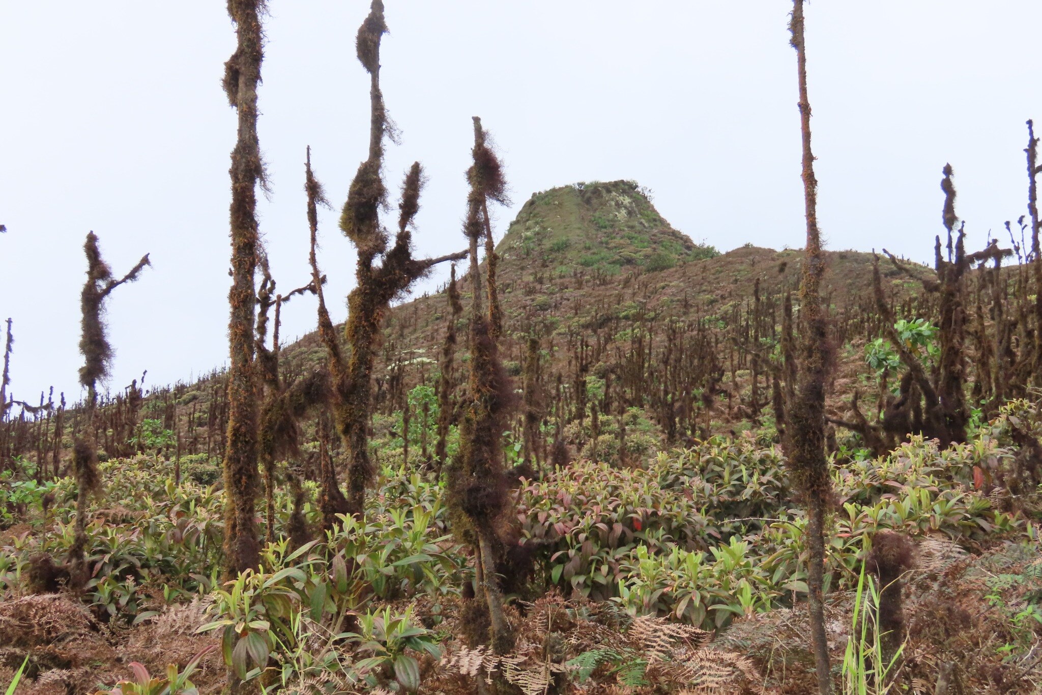 Volcanic scenery around El Puntudo.