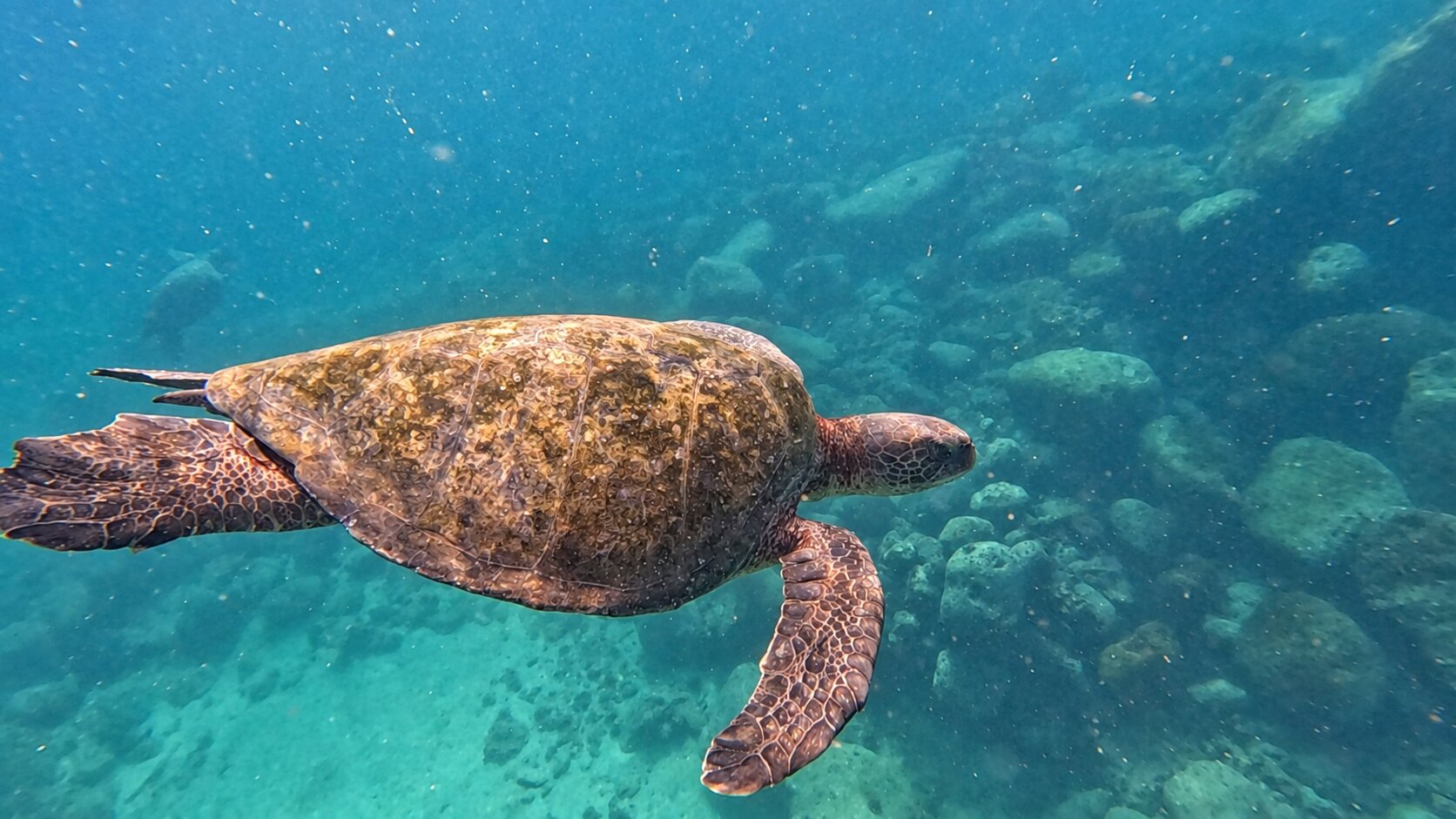 A green sea turtle swimming at La Lobería, Floreana.