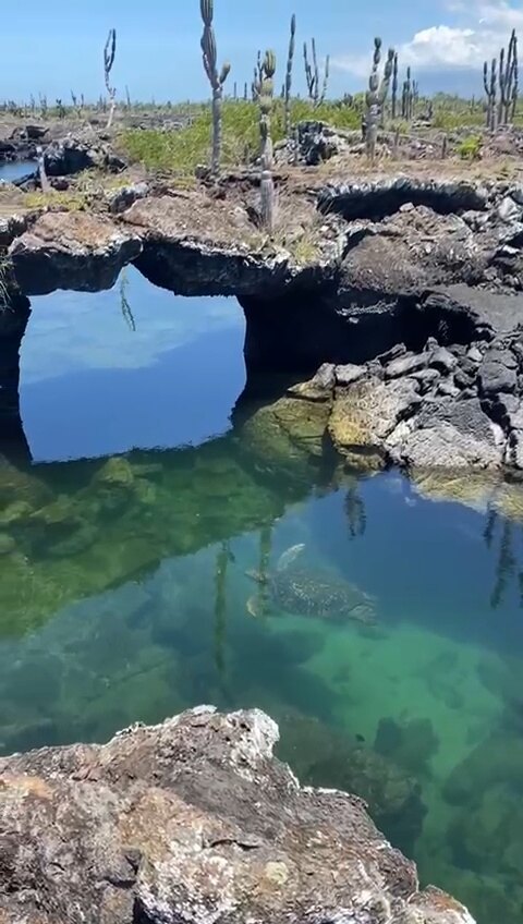 Lava arches and sheltered water at Los Túneles, Isabela