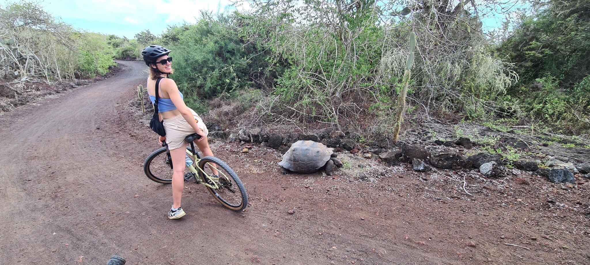 A giant tortoise encountered near the cycling route from Puerto Villamil.