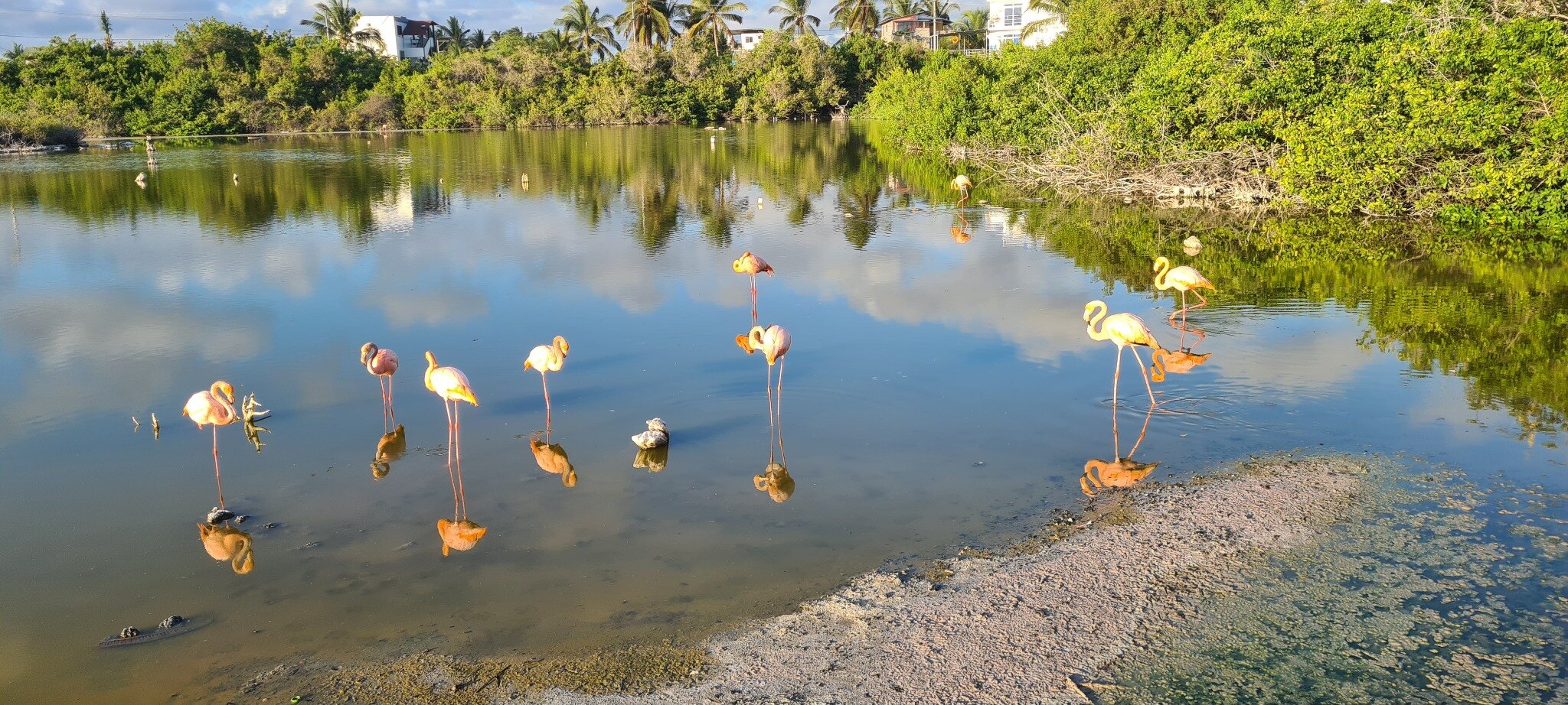 Galápagos flamingos in the wetlands near Puerto Villamil.