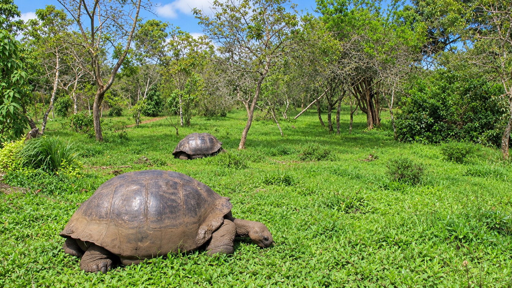 A wild giant tortoise in the Santa Cruz highlands.