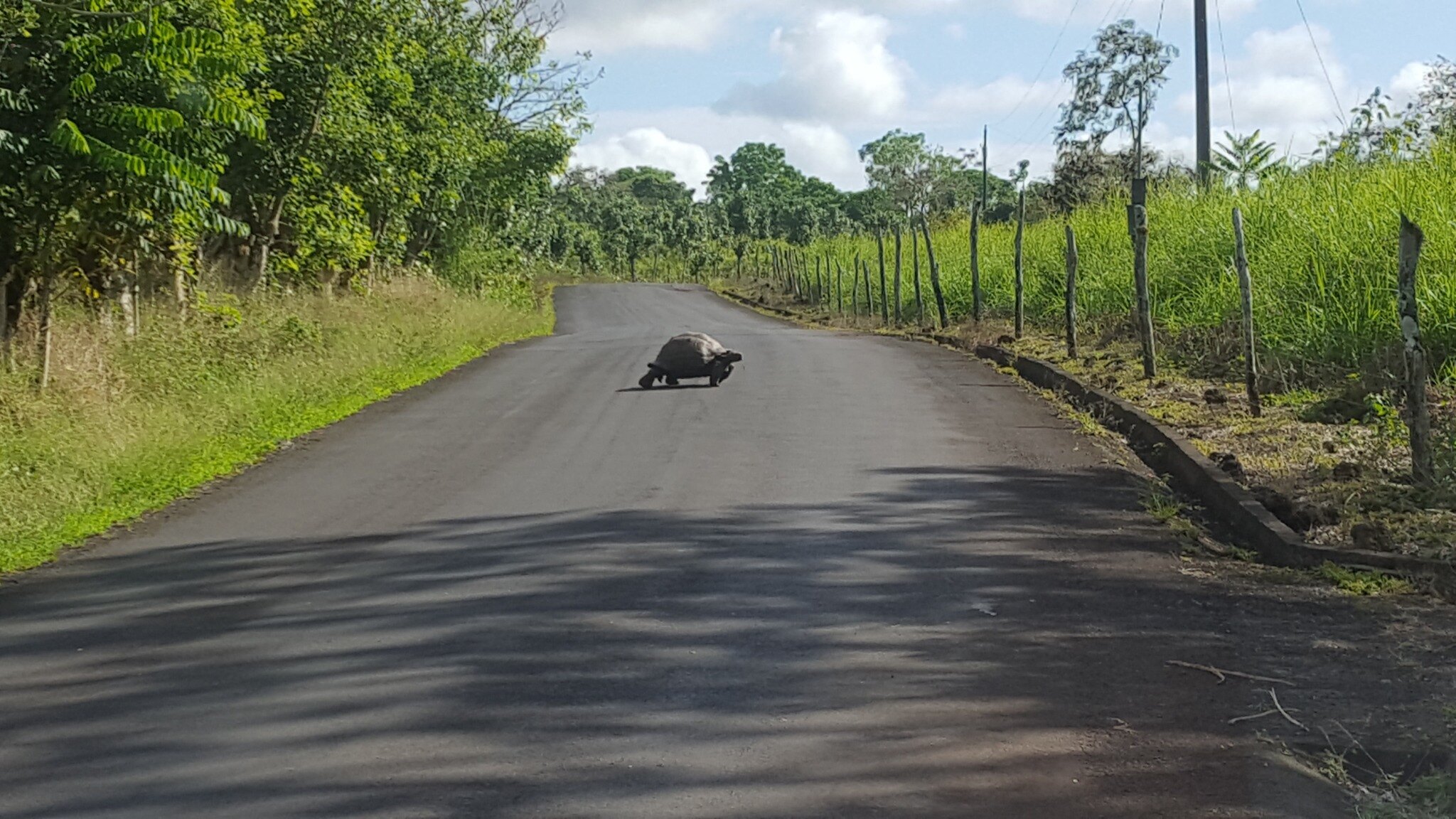 Green highland habitat used by Galápagos giant tortoises.