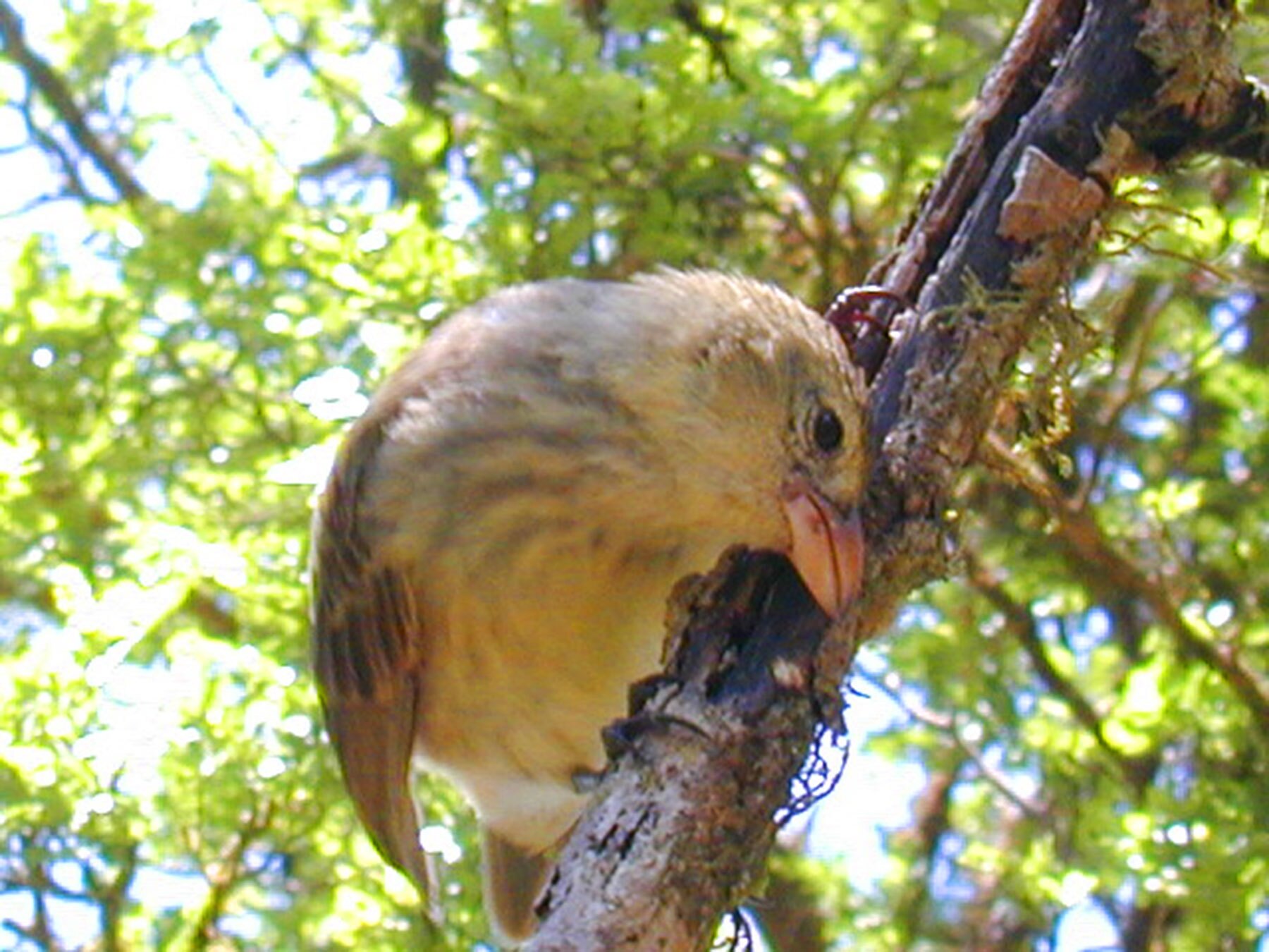 A woodpecker finch in the humid highlands of Santa Cruz.